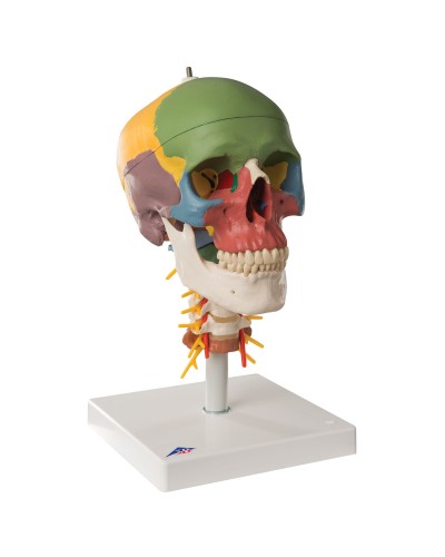 Didactic Human Skull Model on Cervical Spine, 4 part